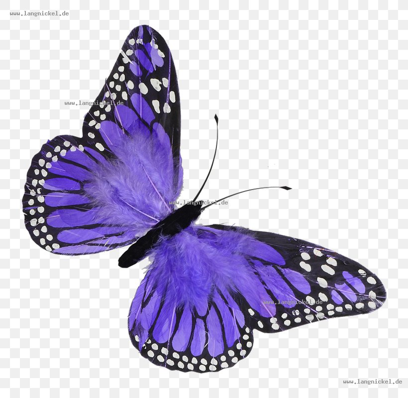 Butterfly Violet Color Blue Feather, PNG, 800x800px, Butterfly, Arthropod, Blue, Brush Footed Butterfly, Butterflies And Moths Download Free