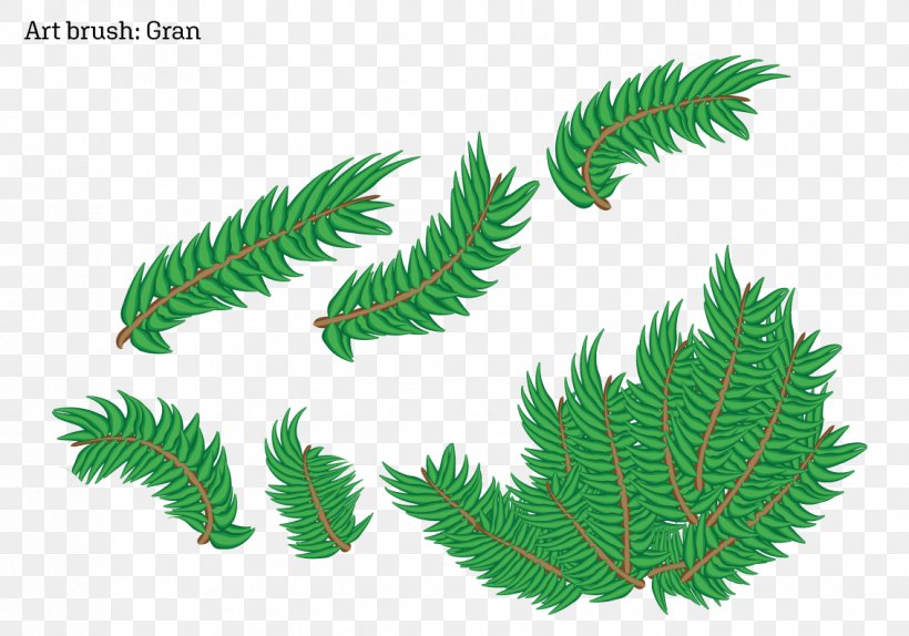 Fir Fern Plant Stem Leaf Pine, PNG, 1134x795px, Fir, Branch, Branching, Conifer, Family Download Free
