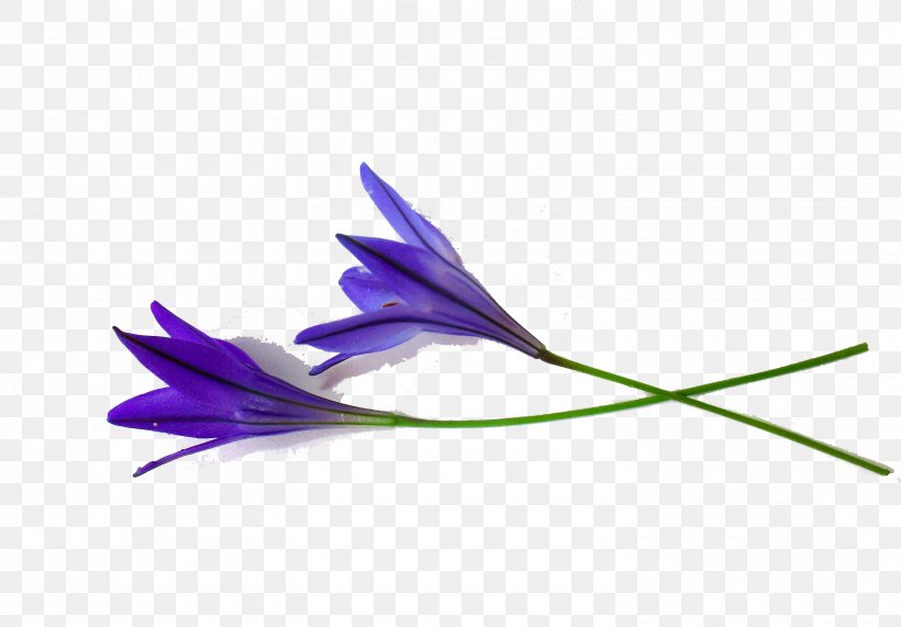 Flower Shoot Pixabay Illustration, PNG, 2960x2064px, Flower, Feather, Information, Knowledge, Leaf Download Free