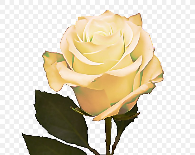 Garden Roses, PNG, 667x650px, Garden Roses, Floribunda, Flower, Hybrid Tea Rose, Julia Child Rose Download Free