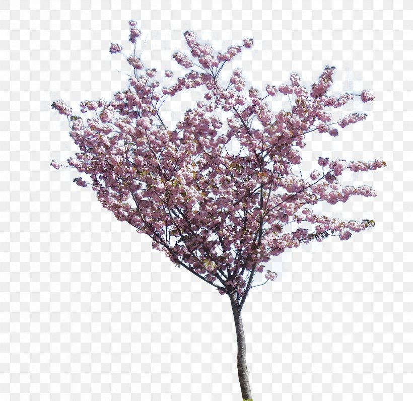 Cherry Blossom Clip Art Image, PNG, 2515x2443px, Cherry Blossom, Blossom, Branch, Cherries, Drawing Download Free