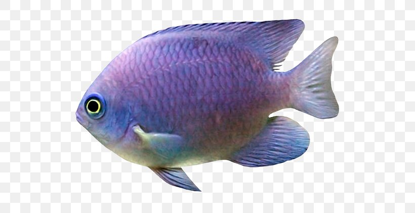 Siamese Fighting Fish Shark Goldfish Ornamental Fish, PNG, 600x420px, Siamese Fighting Fish, Aquarium, Aquariums, Blue, Coral Reef Fish Download Free