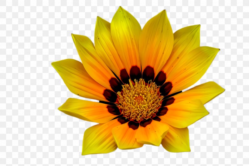 Sunflower, PNG, 2448x1632px, Flower, Flowering Plant, Gazania, Orange, Petal Download Free