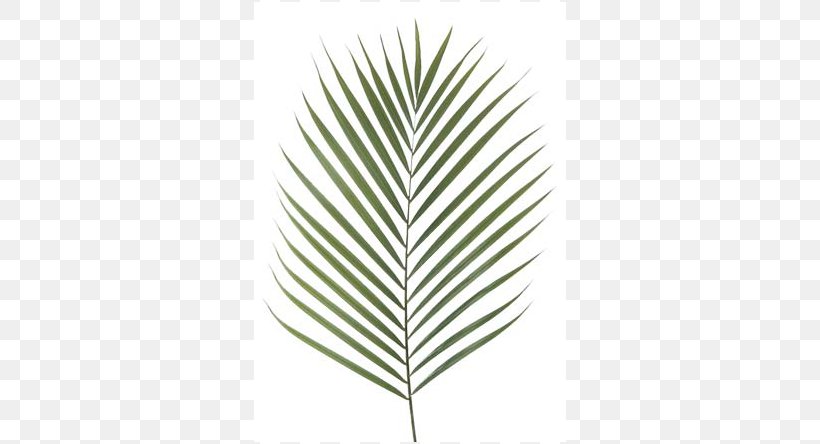 Canary Island Date Palm Palm Branch Artificial Flower Leaf Chamaerops, PNG, 570x444px, Canary Island Date Palm, Areca Palm, Arecaceae, Artificial Flower, Chamaerops Download Free