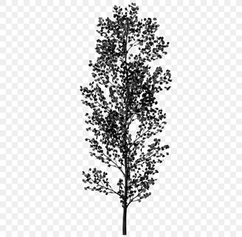 Twig Black And White Tree, PNG, 800x800px, Twig, Black, Black And White, Branch, Color Download Free