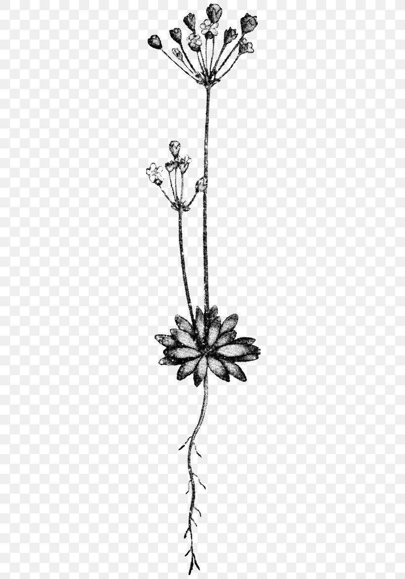 Twig Drawing Plant Stem Leaf /m/02csf, PNG, 240x1173px, Twig, Art, Black And White, Branch, Drawing Download Free