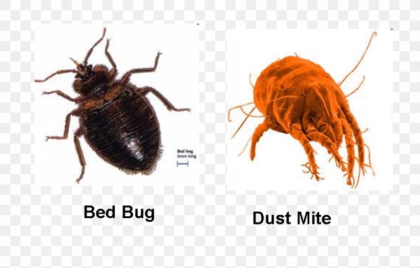 Bed Bug Bite Pest Control Insect Bed Bug Control Techniques, PNG, 900x575px, Bed Bug, Arthropod, Bed, Bed Bug Bite, Bed Bug Control Techniques Download Free