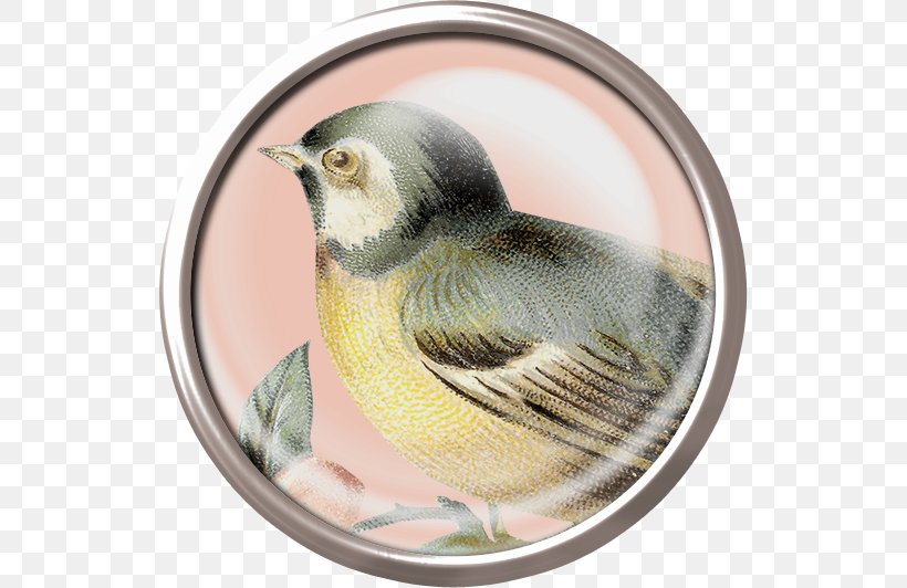 Bird Eurasian Magpie House Sparrow Black-naped Oriole, PNG, 532x532px, Bird, Art, Beak, Blacknaped Oriole, Chickadee Download Free