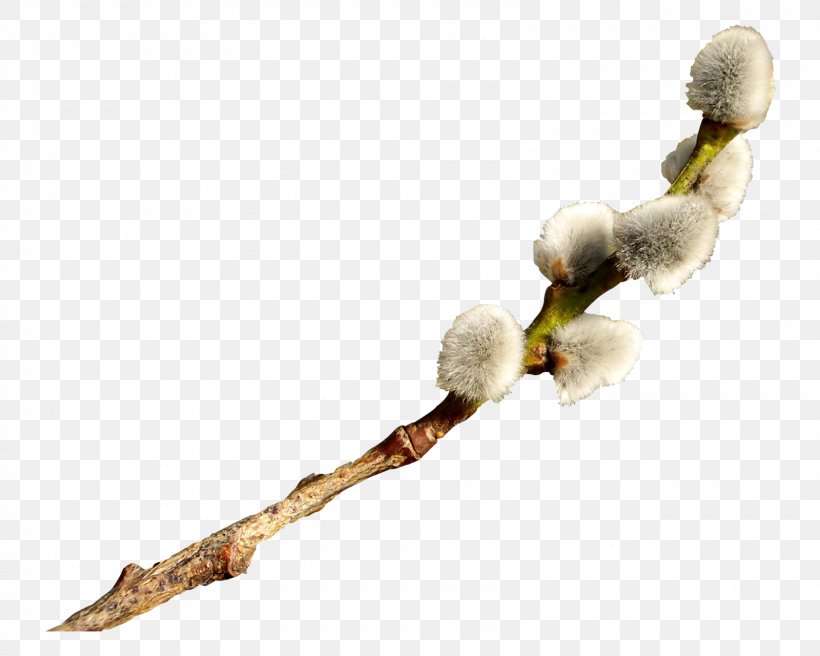 Catkin Easter Willow, PNG, 1600x1280px, Catkin, Body Jewelry, Box, Branch, Chomikujpl Download Free