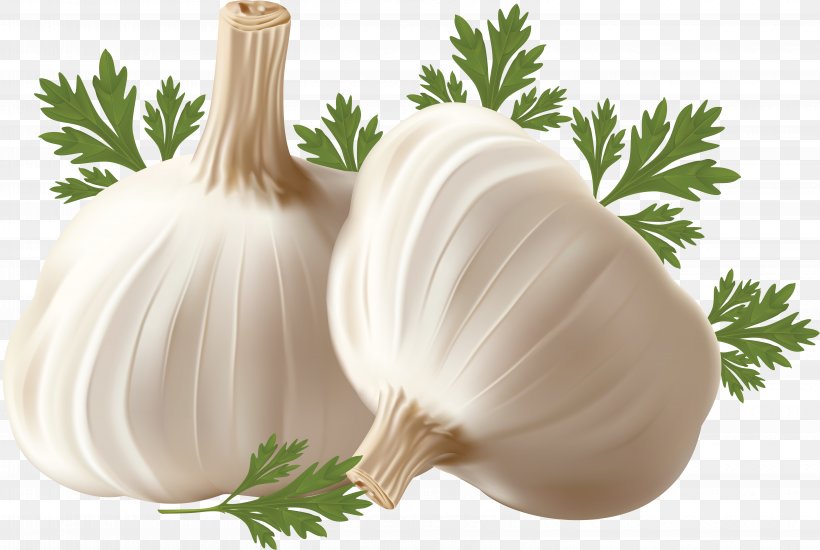 Garlic Breath Onion Clip Art, PNG, 6242x4190px, Garlic, Allicin, Alliin, Alliinase, Food Download Free