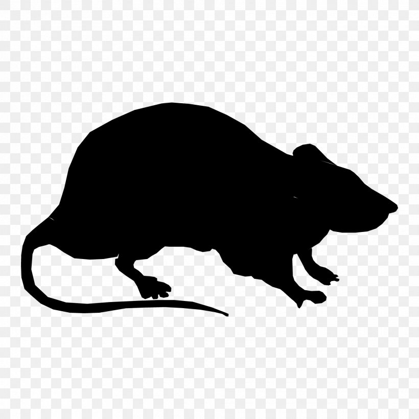 Rat Clip Art Vector Graphics Image Openclipart, PNG, 1920x1920px, Rat, Black, Black And White, Carnivoran, Drawing Download Free