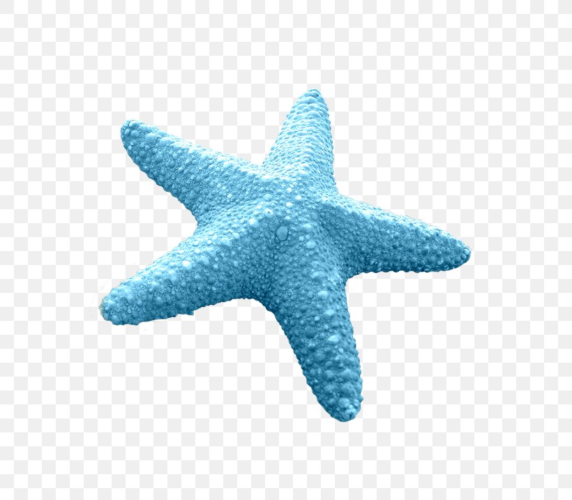 Starfish Euclidean Vector Blue, PNG, 687x717px, Starfish, Aqua, Beach, Blue, Data Download Free