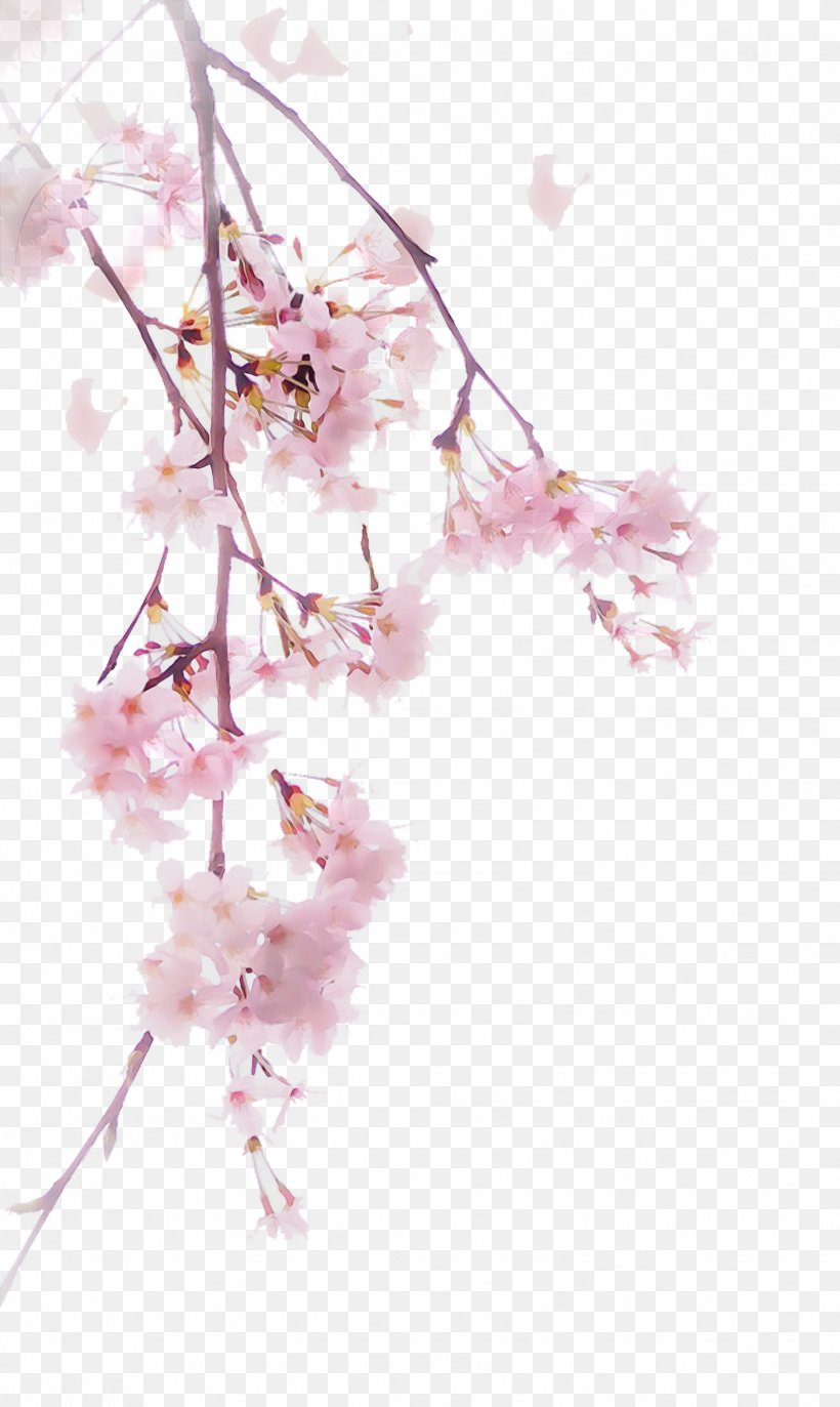 Cherry Blossom, PNG, 1629x2728px, Watercolor, Blossom, Branch, Cherry