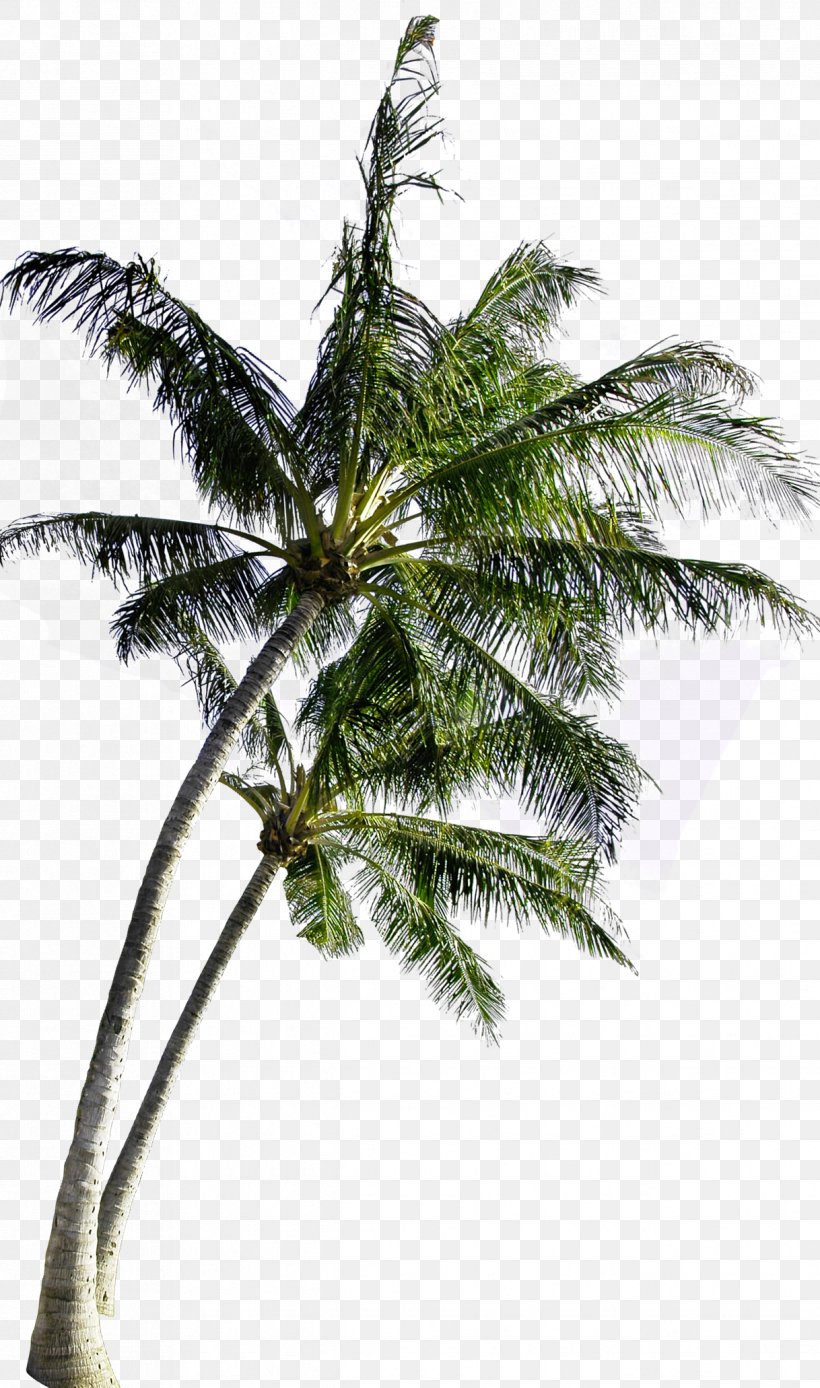 Coconut Tree Computer File, PNG, 1218x2062px, Coconut, Arecaceae, Arecales, Coco, Food Download Free