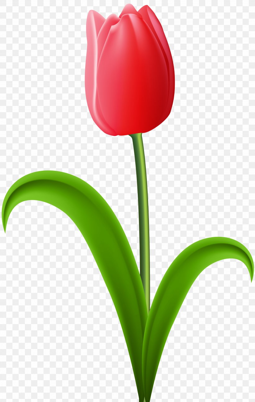 Liriodendron Tulipifera Tulip Orange Tulip Festival, PNG, 5082x8000px, Tulip, Clip Art, Close Up, Computer Network, Digital Image Download Free