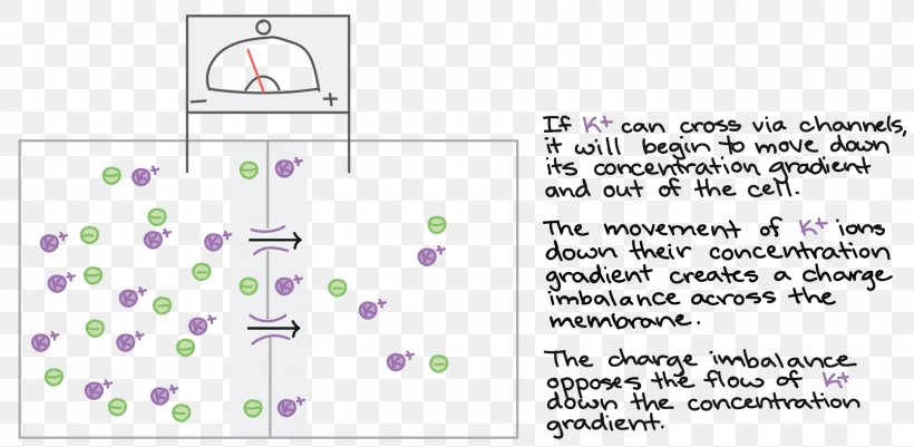 Membrane Potential Cell Membrane Hyperpolarization Depolarization Resting Potential, PNG, 1610x789px, Watercolor, Cartoon, Flower, Frame, Heart Download Free