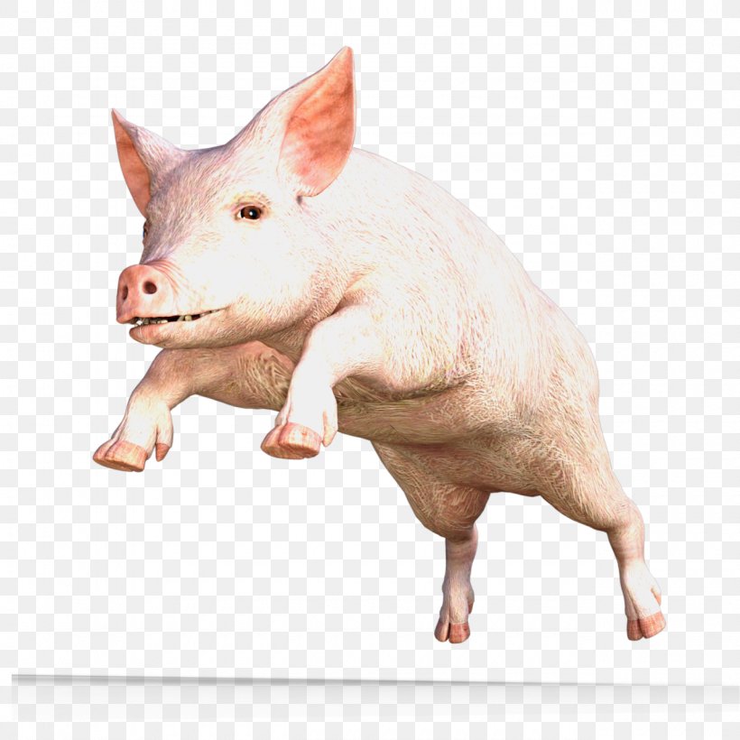 Miniature Pig Domestic Pig Dr. Julius Strangepork PIG/PORK: Archaeology, Zoology And Edibility, PNG, 1280x1280px, Miniature Pig, Animal, Christmas, Christmas Ornament, Domestic Pig Download Free