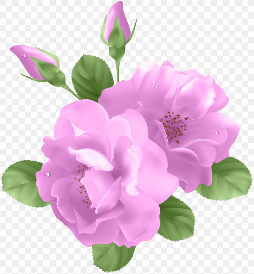 Purple Rose Clip Art, PNG, 7416x8000px, Rose, Annual Plant, Blossom, Blue Rose, Camellia Download Free