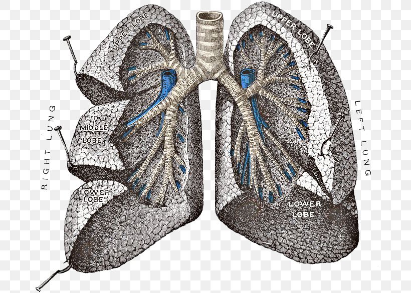 Gray's Anatomy Lung Respiratory System, PNG, 700x585px, Lung, Anatomy, Bronchial Artery, Bronchus, Butterfly Download Free