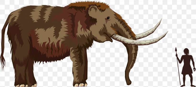 Pliocene Mastodon Mammoth Clip Art, PNG, 2240x996px, Pliocene, African Elephant, Cattle Like Mammal, Elephant, Elephants And Mammoths Download Free