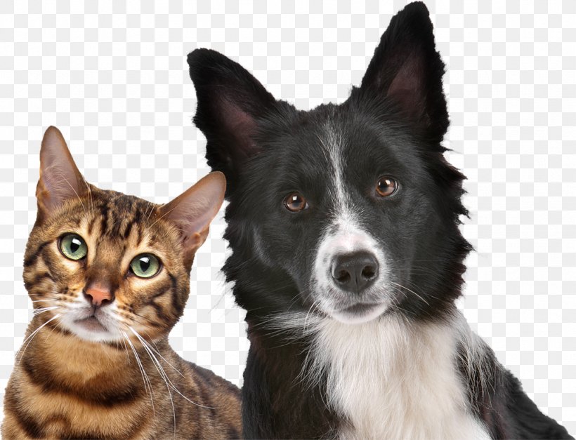 Yesterday's News Cat Litter Dog Pet Veterinarian, PNG, 1024x783px, Cat, Australian Kelpie, Border Collie, Canidae, Carnivore Download Free