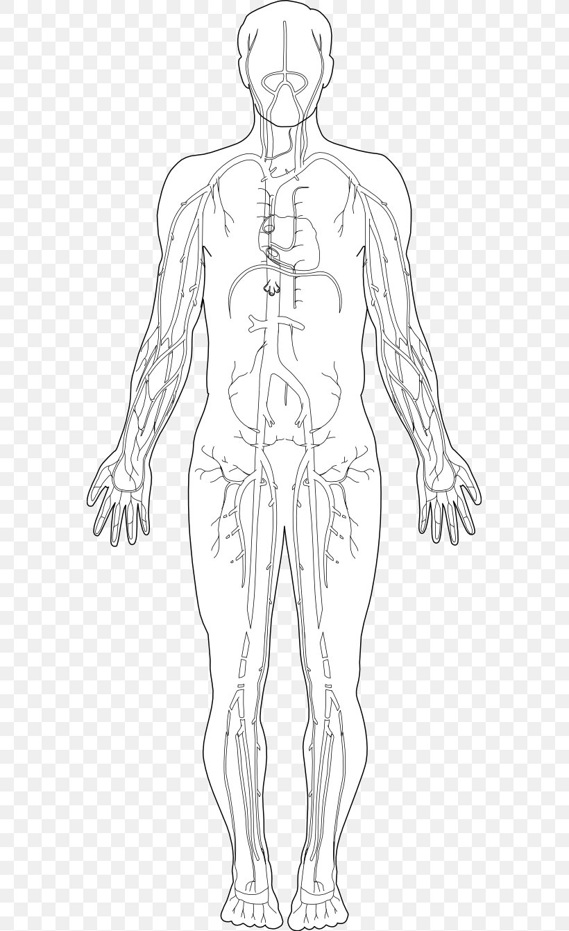 Human Body Homo Sapiens Diagram Hand Clip Art, PNG, 569x1341px, Watercolor, Cartoon, Flower, Frame, Heart Download Free