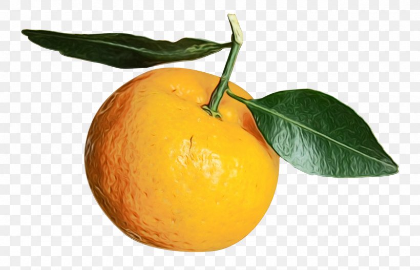 Lemon Leaf, PNG, 1280x824px, Mandarin Orange, Accessory Fruit, Bitter Orange, Citrus, Clementine Download Free