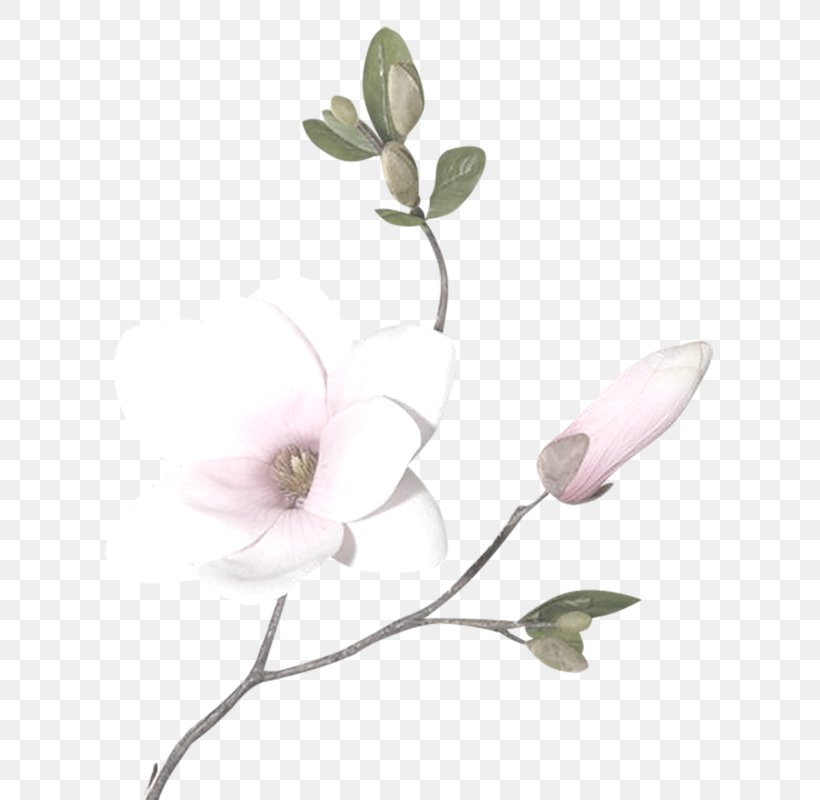 Magnolia Drawing Clip Art, PNG, 768x800px, Magnolia, Art, Branch, Cartoon, Decorative Arts Download Free