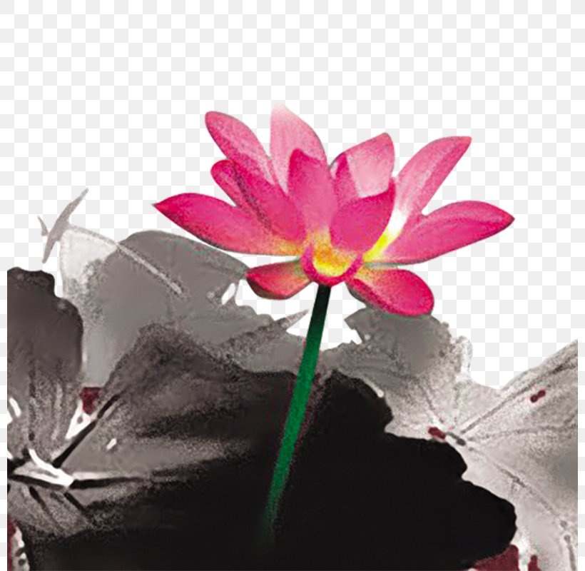 Nelumbo Nucifera Ink Wash Painting Download, PNG, 800x800px, Nelumbo Nucifera, Aquatic Plant, Art, Flora, Floral Design Download Free