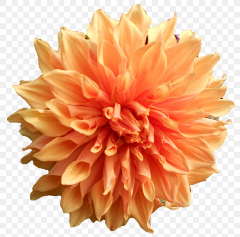 PAK-N-Wrap, Inc. Dahlia Paper Cut Flowers, PNG, 1056x1043px, Dahlia, Chrysanthemum, Chrysanths, Cut Flowers, Daisy Family Download Free