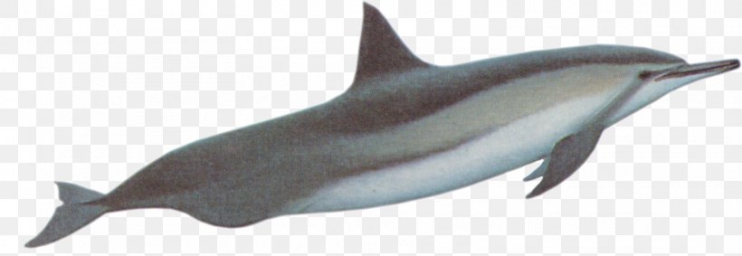 Spinner Dolphin River Dolphin Striped Dolphin Common Bottlenose Dolphin Baiji, PNG, 1610x556px, Spinner Dolphin, Amazon River Dolphin, Animal Figure, Atlantic Spotted Dolphin, Baiji Download Free