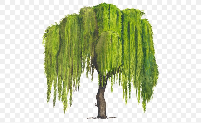 Tree Weeping Willow Woody Plant Drawing Png 750x502px Tree Bark Branch Crown Drawing Download Free,Chicken Breast Temperature Celsius