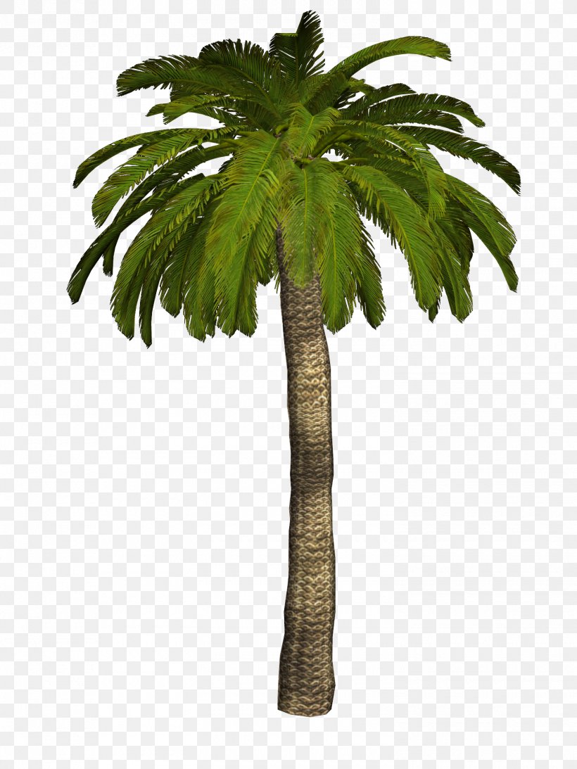 Arecaceae Coconut Tree Clip Art, PNG, 1500x2000px, Arecaceae, Arecales, Art Image File Format, Asian Palmyra Palm, Blog Download Free