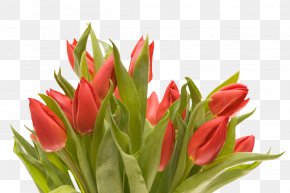Tulip - Flower Bouquet Desktop Wallpaper PNG