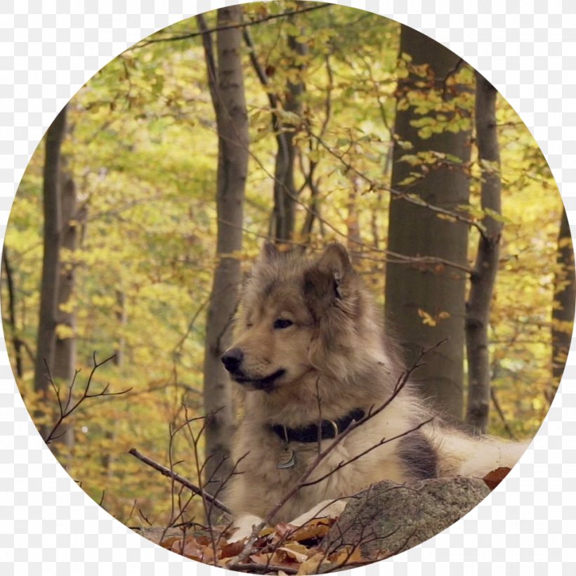Gray Wolf Meaning Snout Mood HTTP 301, PNG, 968x968px, Gray Wolf, Fauna, Http 301, Meaning, Money Download Free