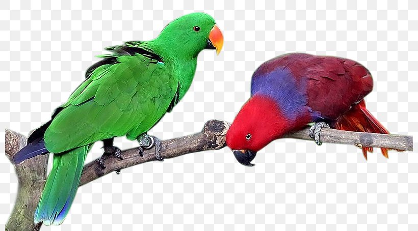 Lovebird True Parrot Eclectus Parrot Cockatiel, PNG, 800x454px, Bird, Animal, Beak, Bird Supply, Birdofparadise Download Free