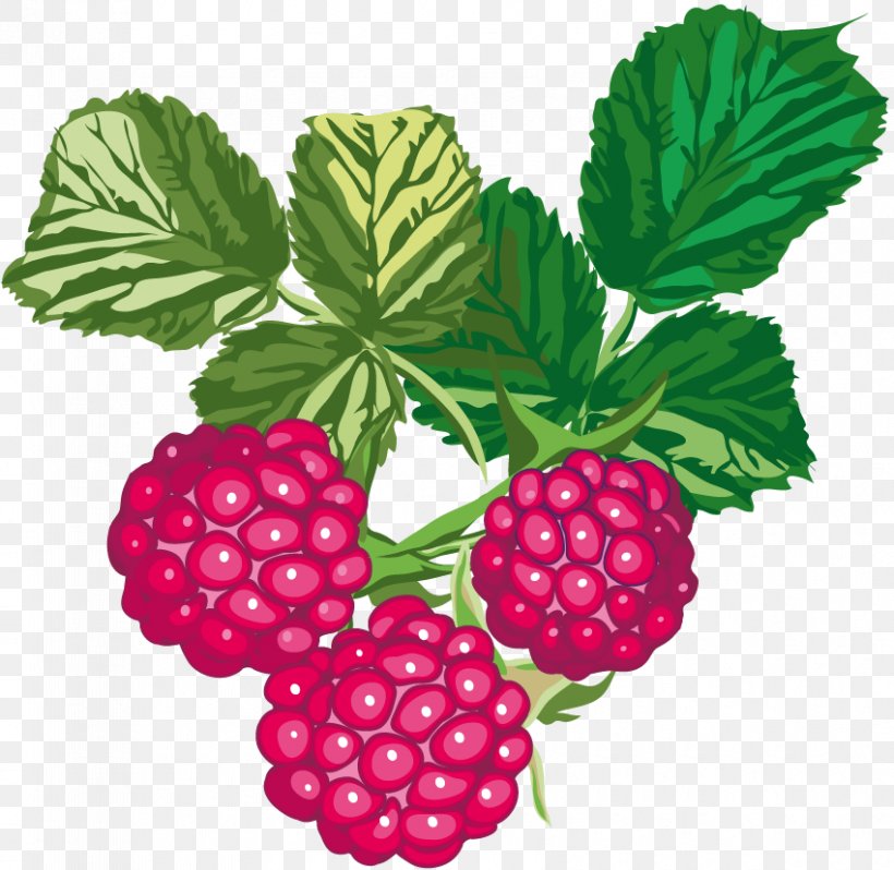 Raspberry Fruit Rubus Crataegifolius, PNG, 850x828px, Raspberry, Amora, Berry, Blackberry, Boysenberry Download Free