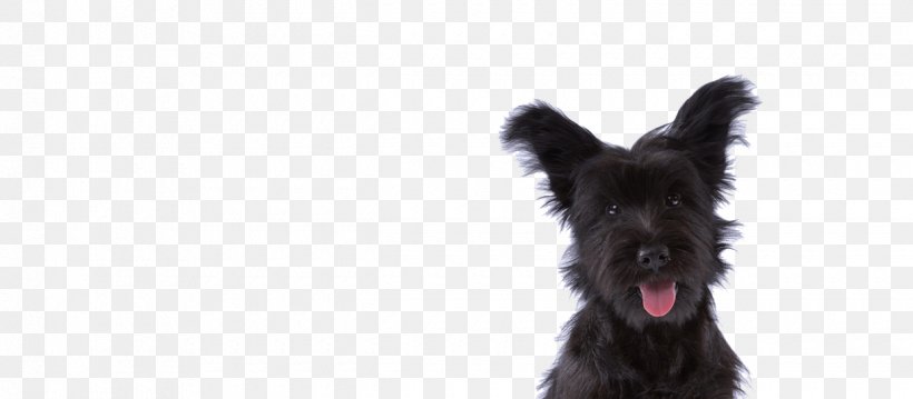 Skye Terrier Miniature Schnauzer Scottish Terrier Cairn Terrier Affenpinscher, PNG, 1240x544px, Skye Terrier, Affenpinscher, Black, Black And White, Cairn Terrier Download Free