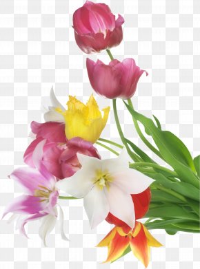 Tulip - Stock Photography White PNG