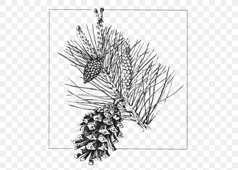 Scots Pine Conifer Cone Gymnosperm Drawing Conifers, PNG, 513x586px, Scots Pine, Architecture, Black And White, Branch, Conifer Download Free