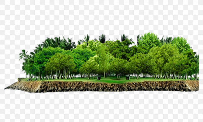 Tree Vegetation Forest, PNG, 1276x768px, Tree, Artworks, Evergreen, Forest, Grass Download Free