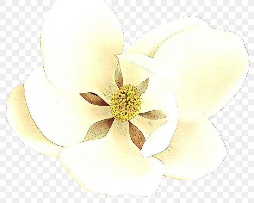 White Petal Flower Plant Magnolia, PNG, 1475x1181px, Cartoon, Fashion Accessory, Flower, Flowering Plant, Magnolia Download Free