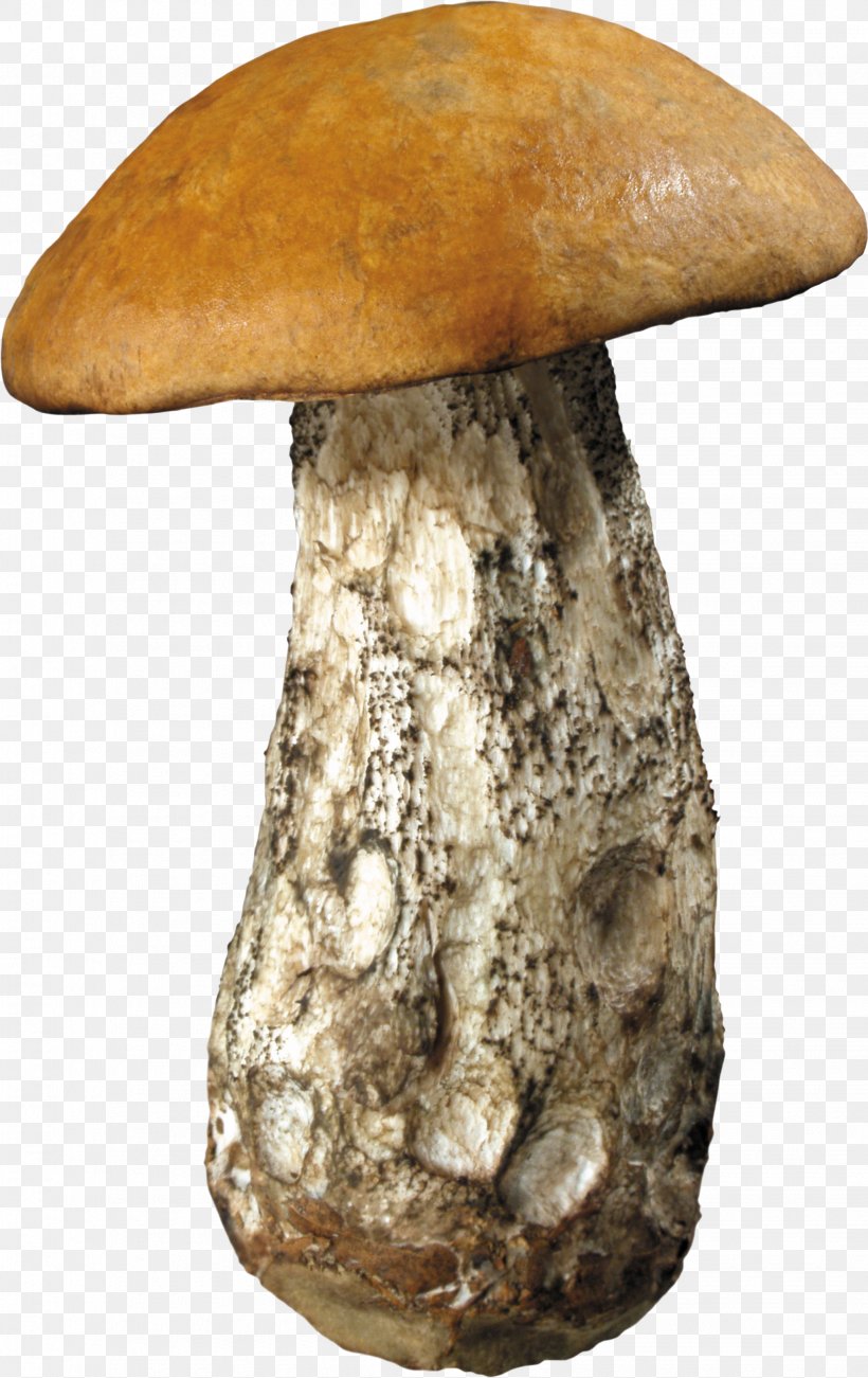 Edible Mushroom, PNG, 2057x3266px, Mushroom, Artifact, Common Mushroom, Edible Mushroom, Image File Formats Download Free