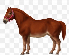 Goat - Hanoverian Horse Goat Foal Breyer Animal Creations Ahuntz PNG