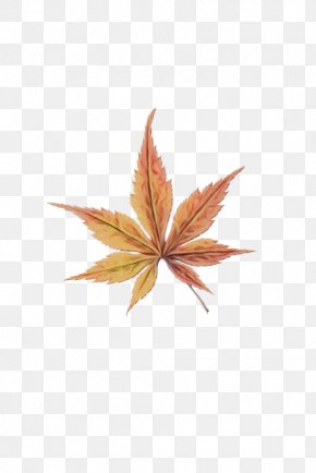 Flower Hemp Family - Maple Leaf PNG