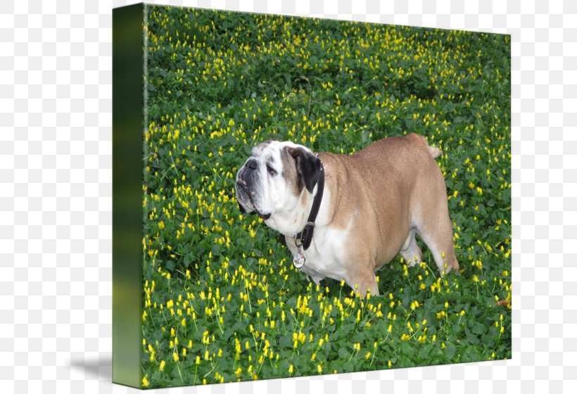 Toy Bulldog Olde English Bulldogge Dorset Olde Tyme Bulldogge Dog Breed, PNG, 650x560px, Toy Bulldog, Breed, British Bulldogs, Bulldog, Bulldog Breeds Download Free