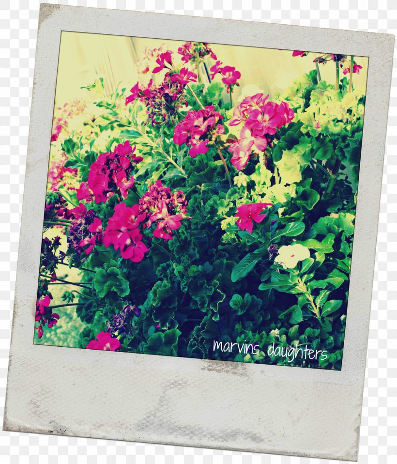 Window Box Flower Pelargonium Peltatum, PNG, 1369x1600px, Window, Annual Plant, Bottlebrushes, Box, Flora Download Free