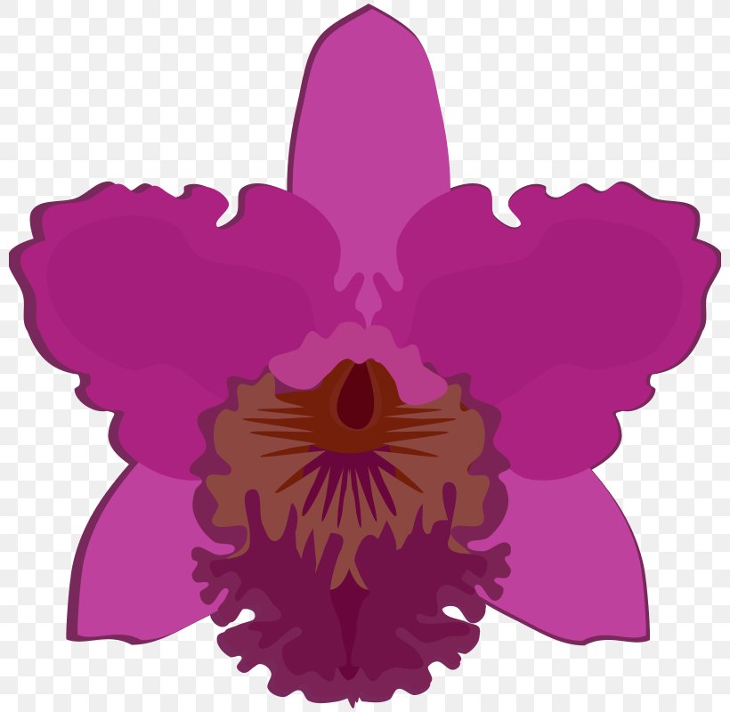 Cattleya Orchids Moth Orchids Clip Art Flower Dendrobium, PNG, 800x800px, Cattleya Orchids, American Orchid Society, Cattleya, Cut Flowers, Dancinglady Orchid Download Free