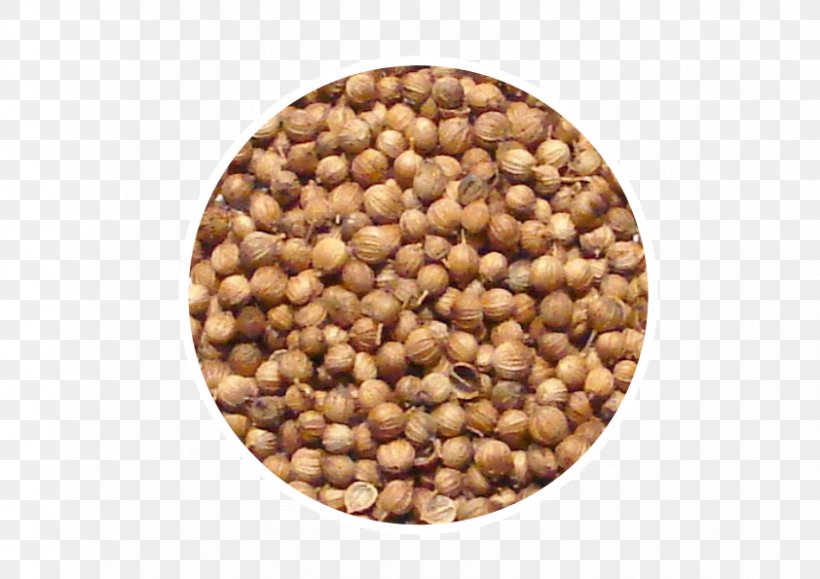 Coriander Seed Allspice Herb, PNG, 842x595px, Coriander, Allspice, Anise, Bean, Black Pepper Download Free