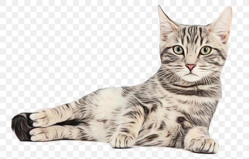 Kitten Pet Shop Tabby Cat Exotic Shorthair, PNG, 753x526px, Kitten, American Bobtail, American Curl, American Shorthair, American Wirehair Download Free